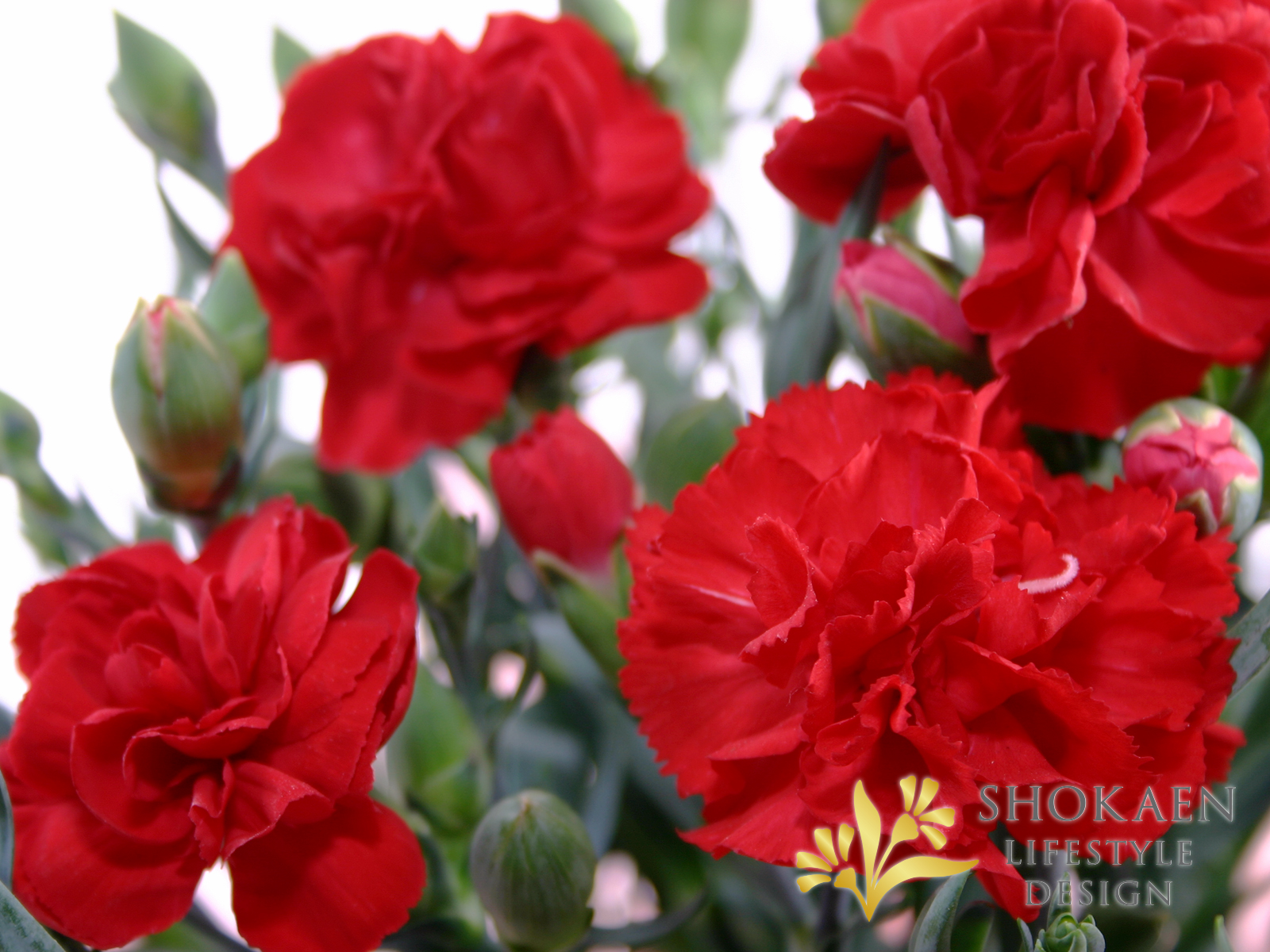 【母の日花鉢】プリティーカーネーション（ＲＥＤ)-4