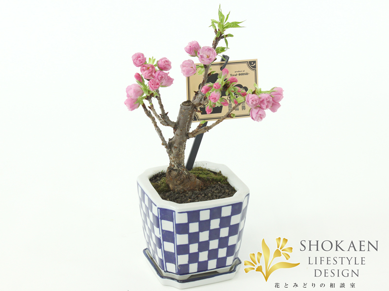 相談02835-2旭山桜