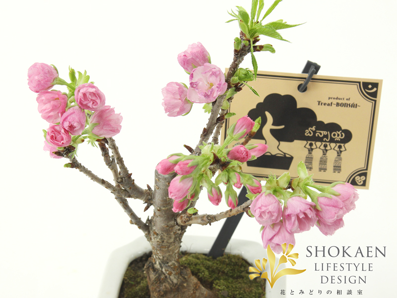 相談02835-3旭山桜