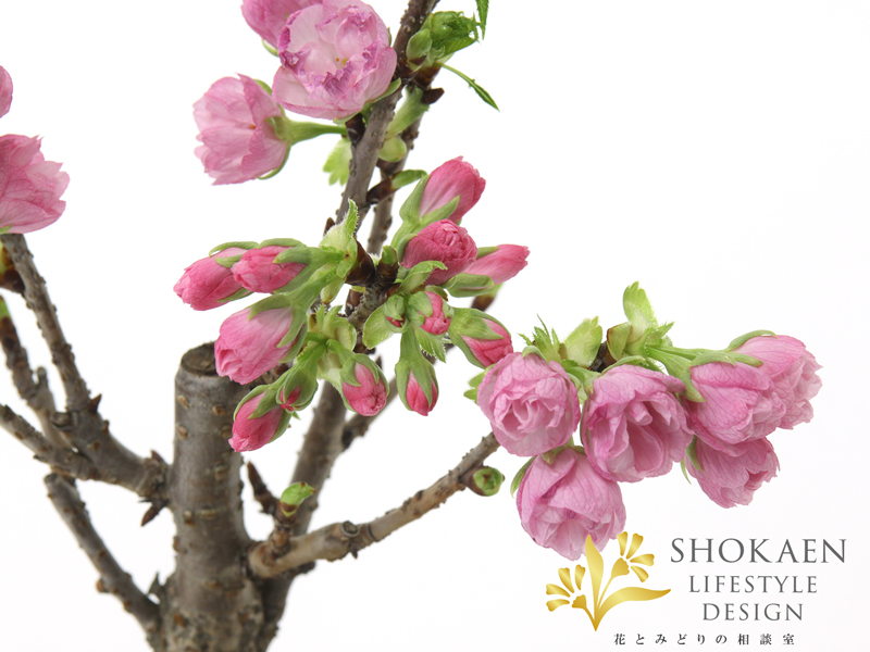 相談02835-4旭山桜