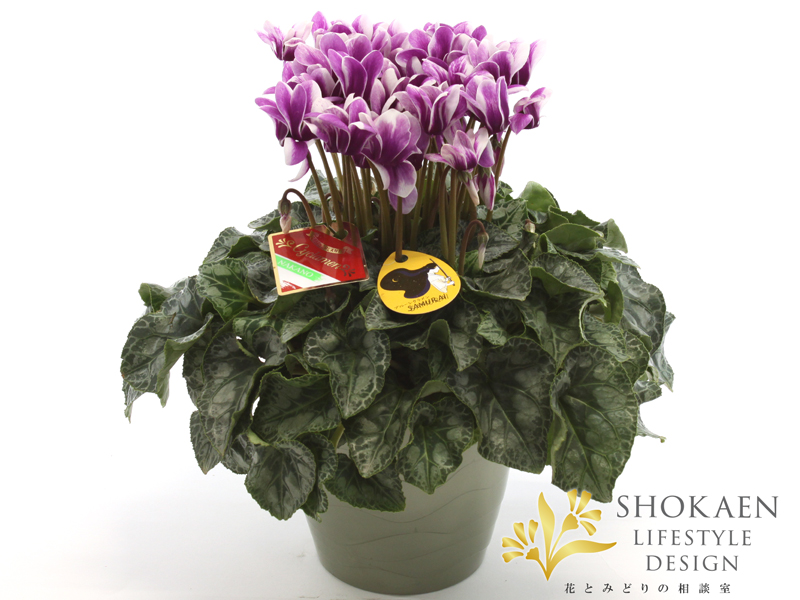 大栄花園さんのブルーシクラメン【サムライブルーフリル】5号鉢 ① 大栄花園のインテリア実例 ｜ RoomClip（ルームクリップ）