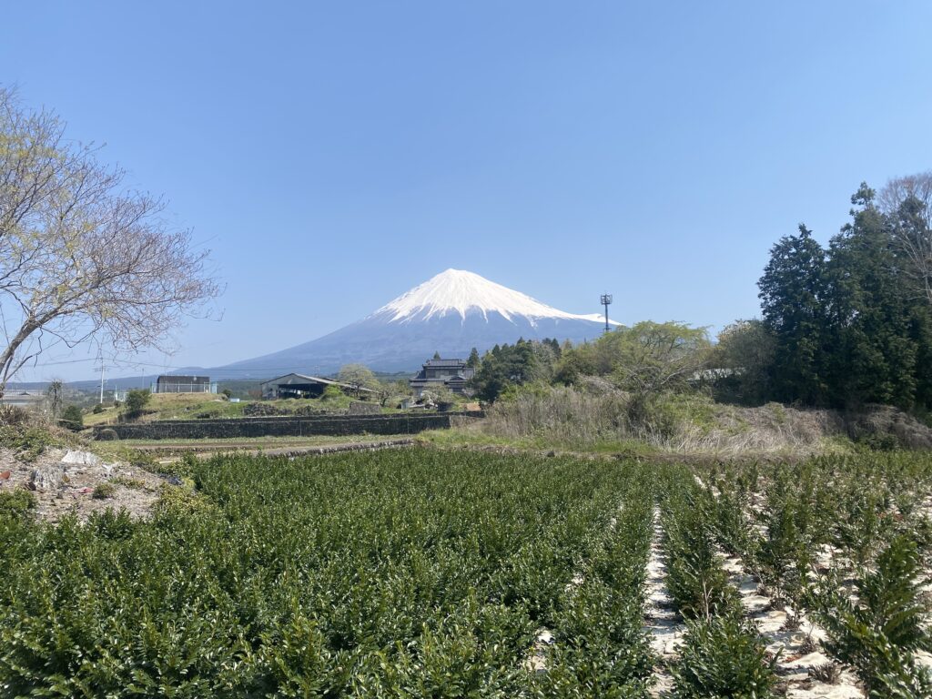新たな芽吹きと順調に育つ神楽