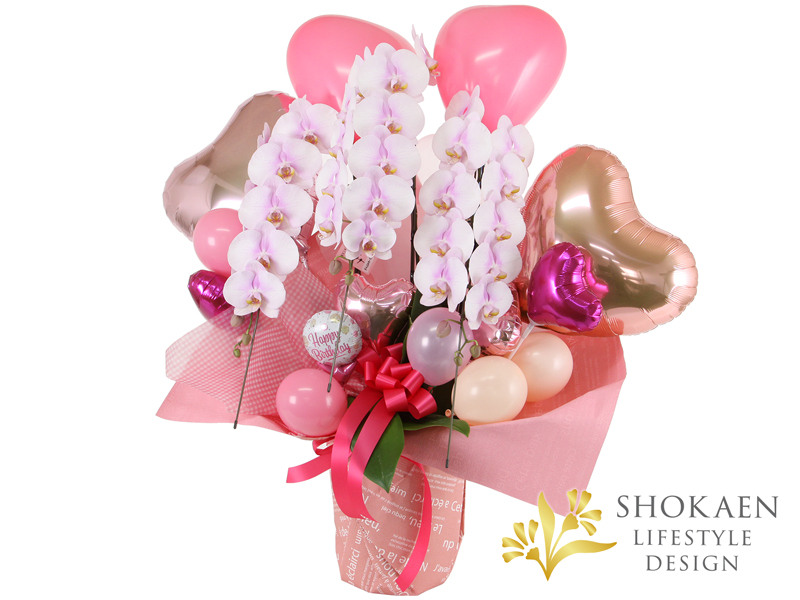 【プレミアム胡蝶蘭】ピンク複色3本立バルーン装飾付き（BPHA03PW-001）