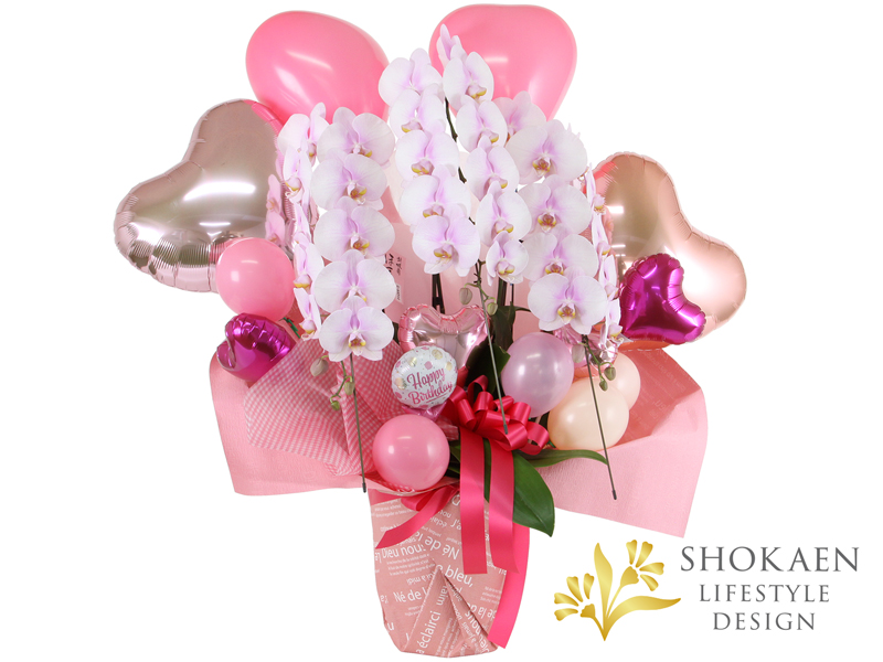 【プレミアム胡蝶蘭】ピンク複色3本立バルーン装飾付き（BPHA03PW-001）