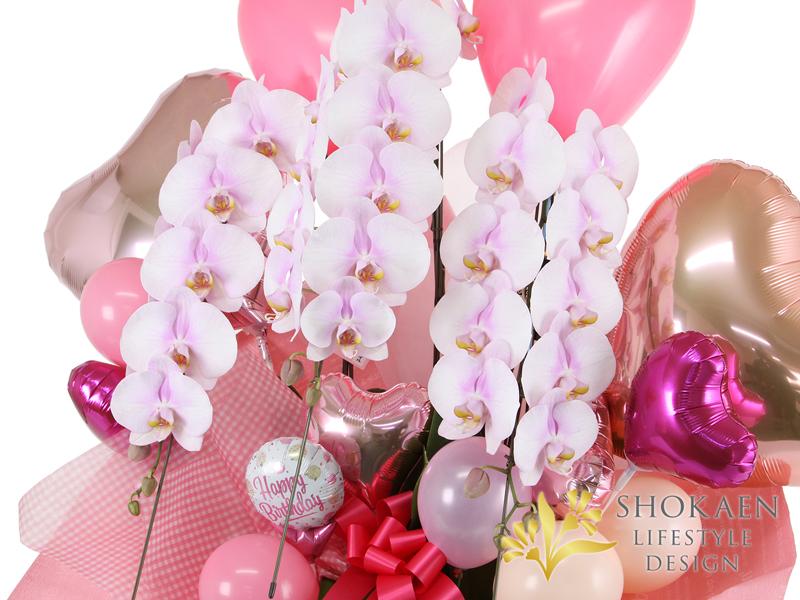 【プレミアム胡蝶蘭】ピンク複色3本立バルーン装飾付き（BPHA03PW-001）