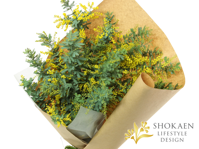 【花束0156】ミモザ・プリマヴェーラ(Y)-3