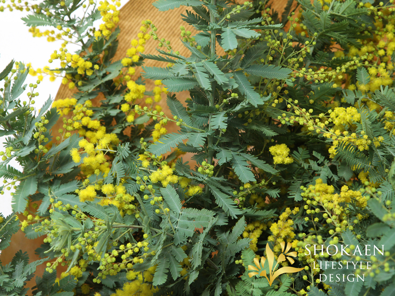 【花束0156】ミモザ・プリマヴェーラ(Y)-4