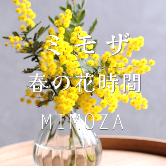ミモザ特集アイキャッチ