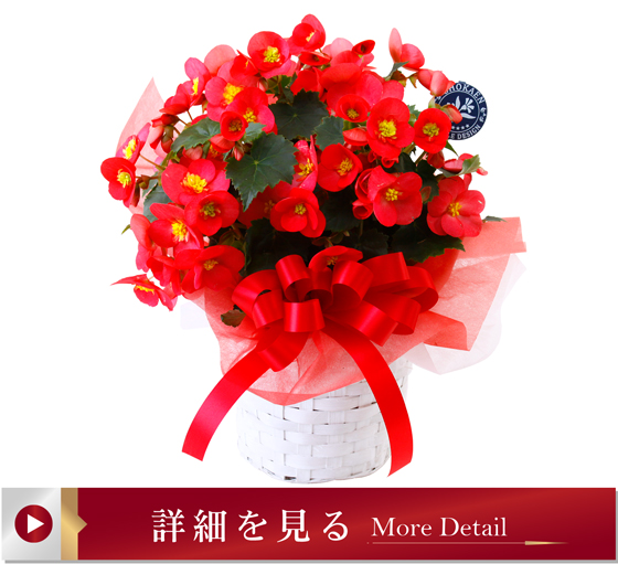 ベゴニアヴァレンティーノレッド