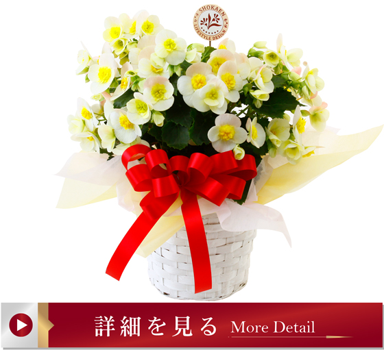 ベゴニアヴァレンティーノホワイト