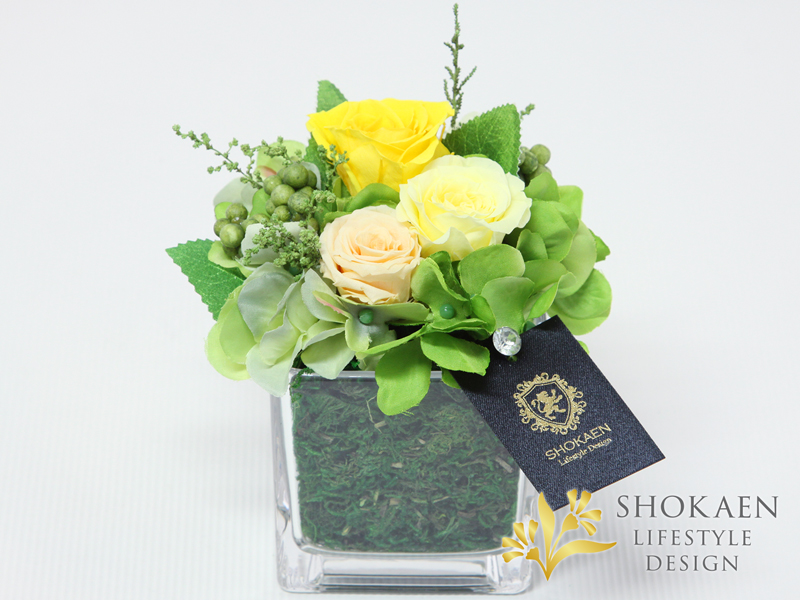 ブリーヴ（YELLOW）