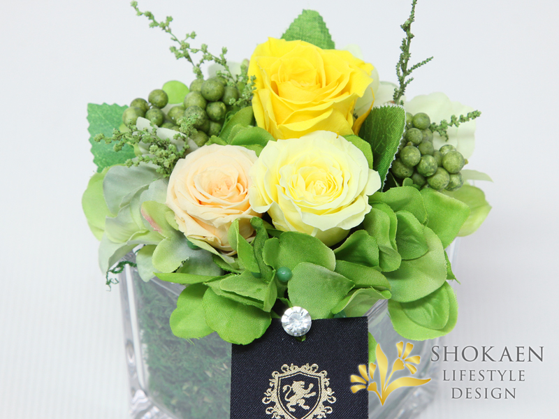 ブリーヴ（YELLOW）