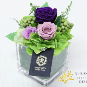 ブリーヴ(PURPLE)