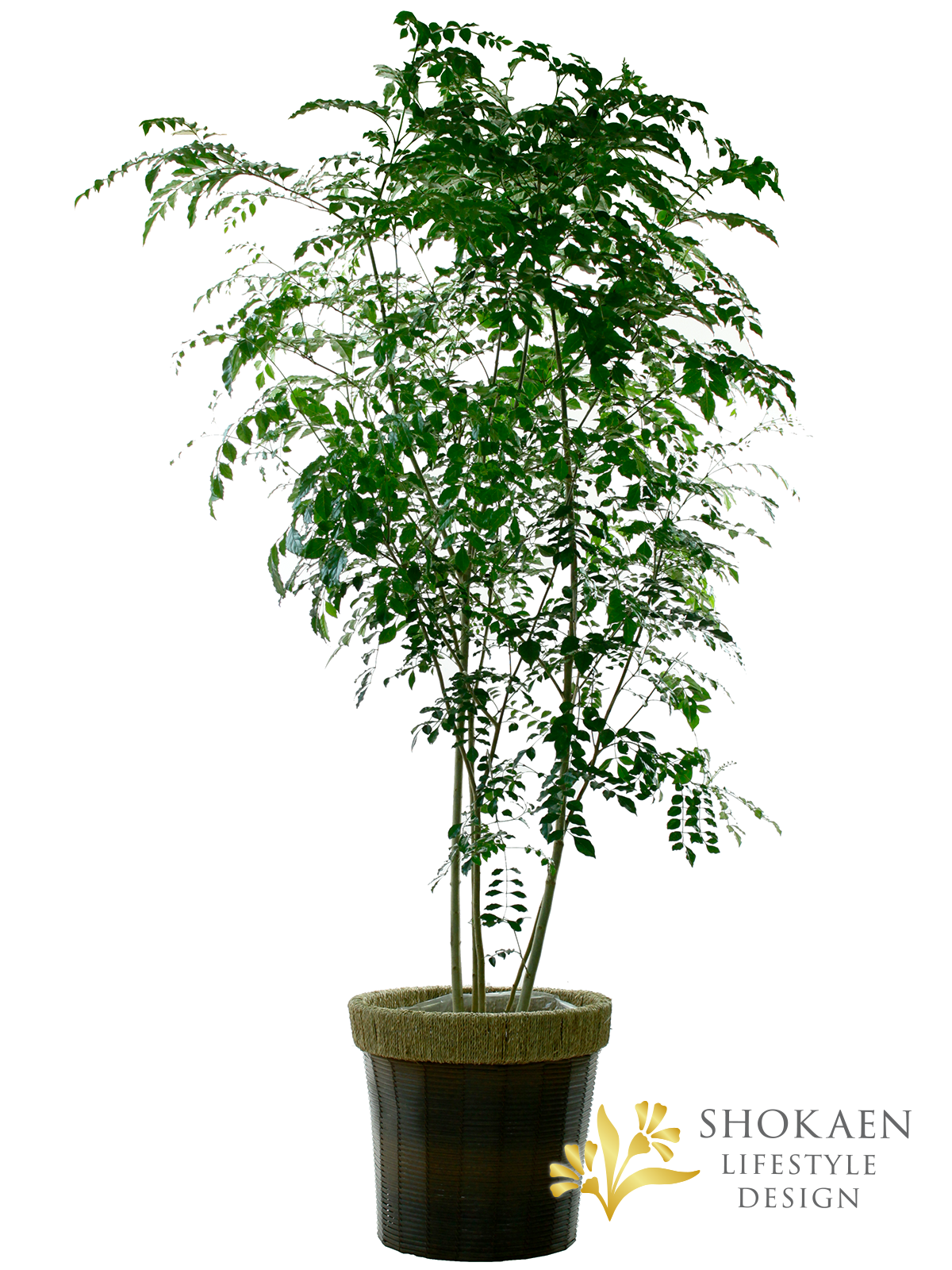 【観葉植物】シマトネリコ10寸尺鉢商品画像01