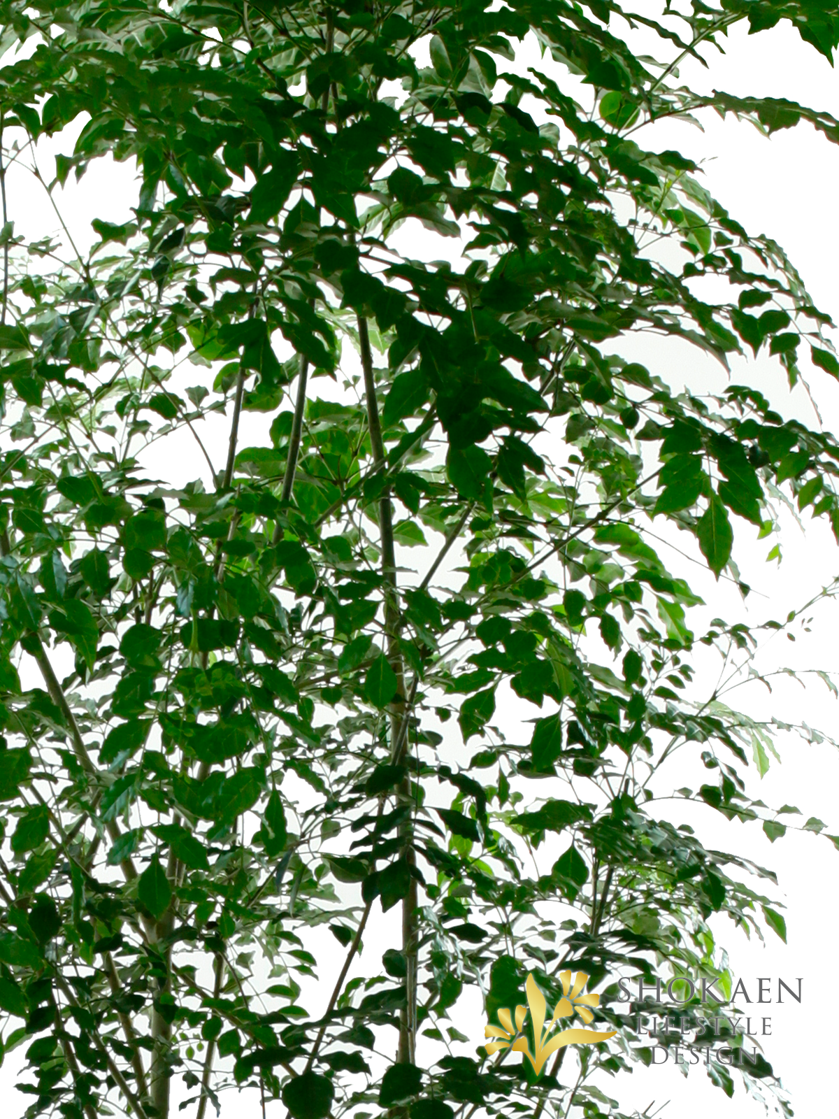 【観葉植物】シマトネリコ10寸尺鉢商品画像03