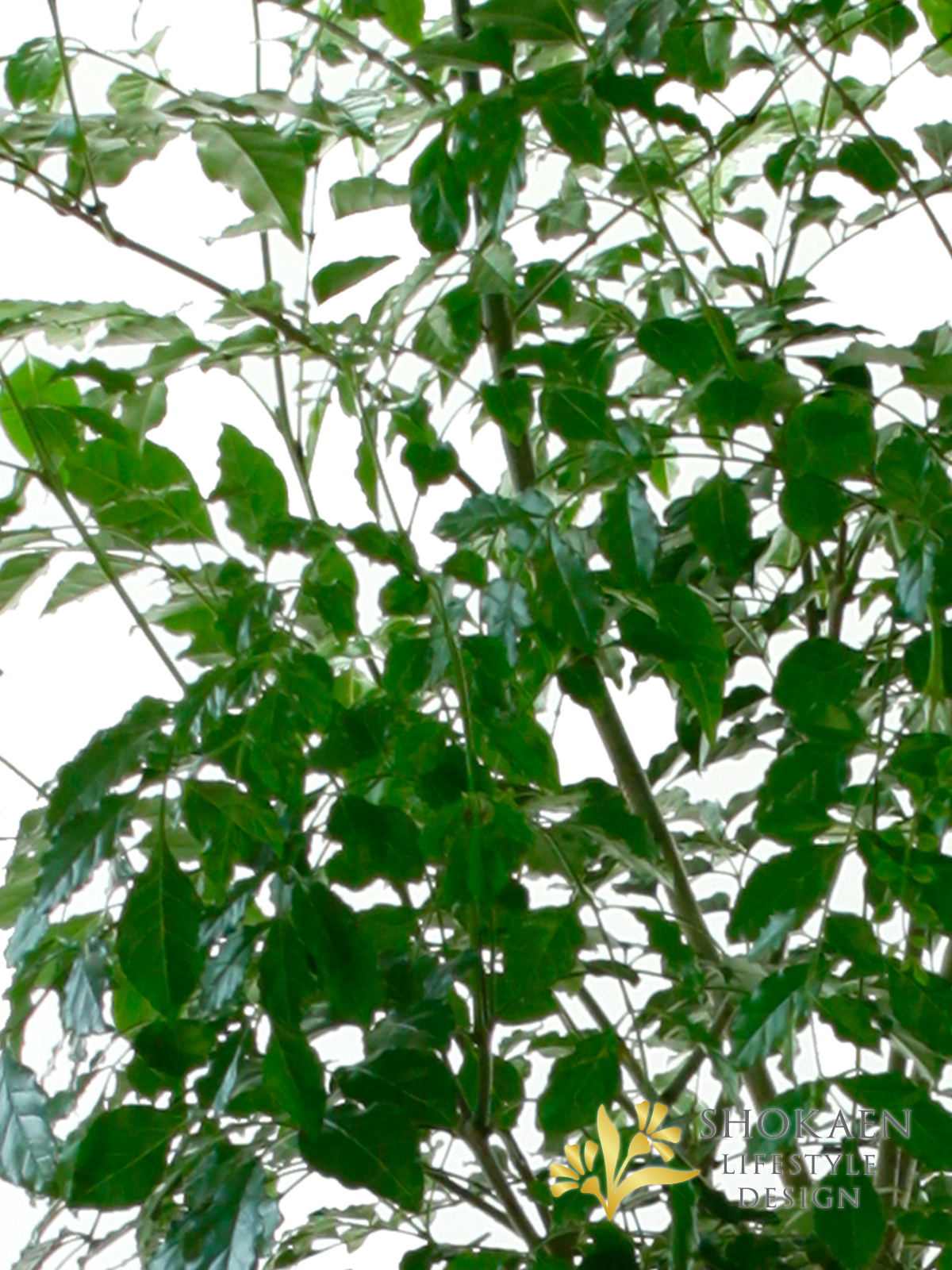 【観葉植物】シマトネリコ10寸尺鉢商品画像04