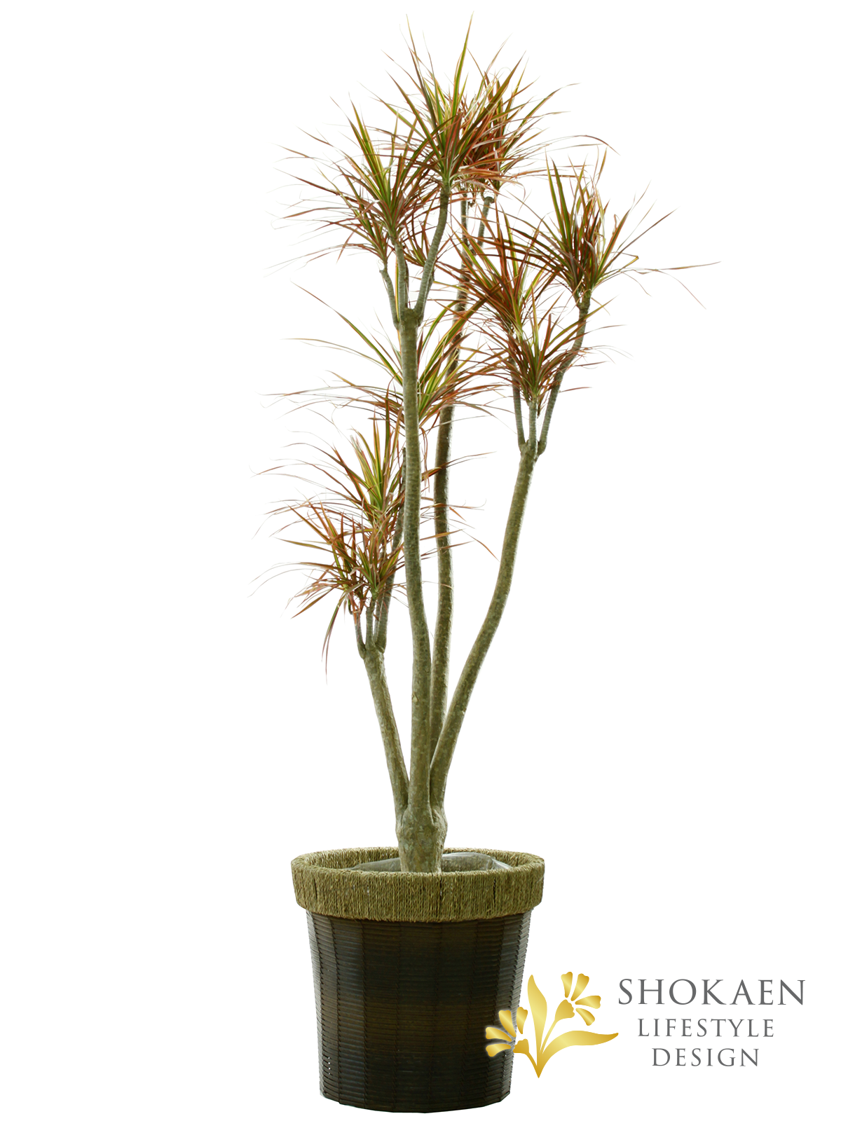 【観葉植物】ドラセナ（コンシンネレインボー）10寸尺鉢商品画像01