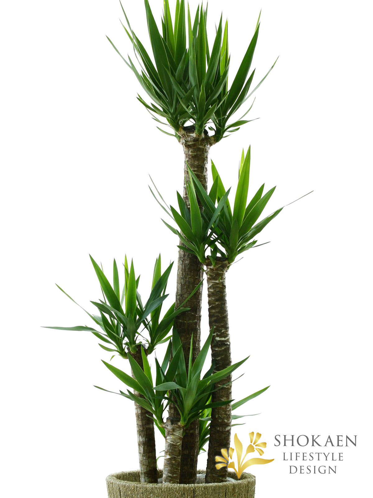 観葉植物】ユッカ(青年の木)10寸尺鉢 - 石川県金沢市の花屋|正花園 観葉植物】ユッカ(青年の木)10寸尺鉢 - 石川県金沢市の花屋|正花園