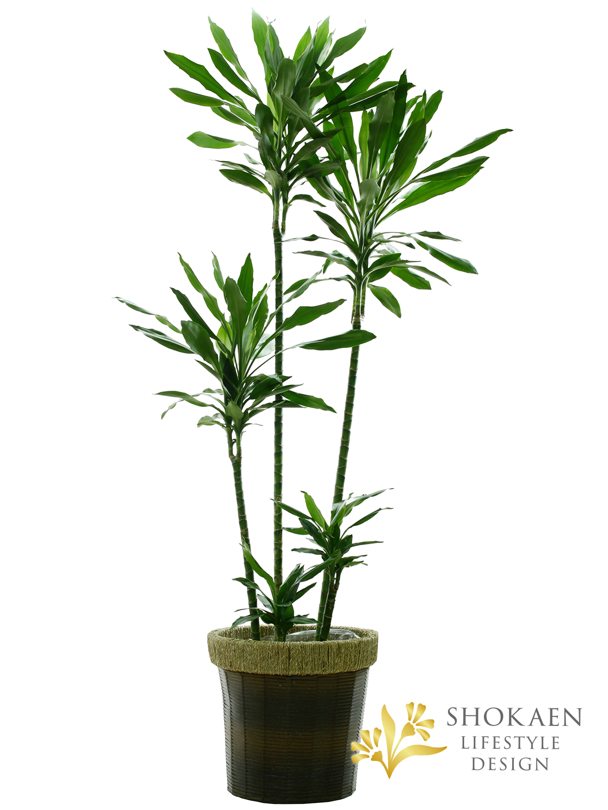 【観葉植物】ドラセナ（ジャネットリン）10寸尺鉢商品画像01