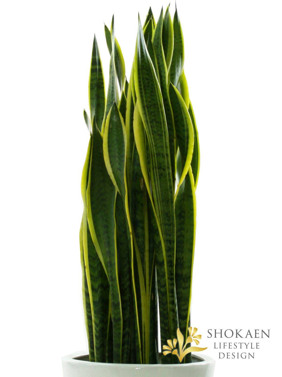 観葉植物】サンスベリア（ローレンチ）10寸尺鉢 - 石川県金沢市の花屋 