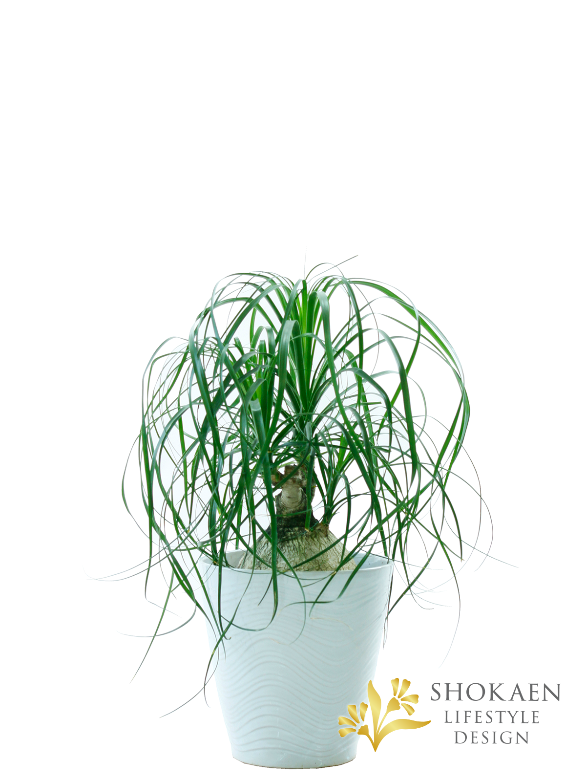 【観葉植物】トックリラン（ポニーテール）10寸尺鉢商品画像01