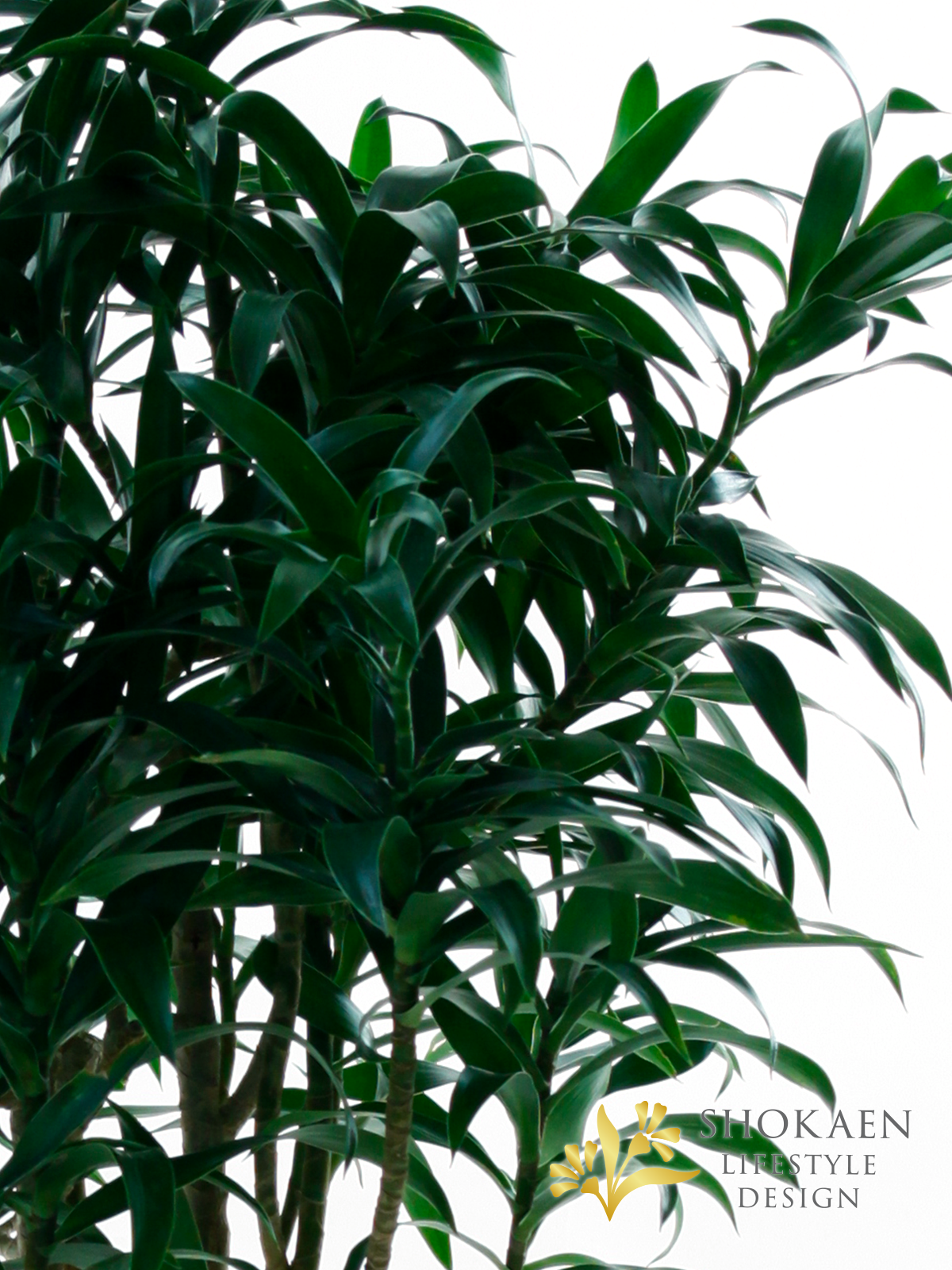 【観葉植物】ドラセナ（ソングオブジャマイカ）8寸鉢商品画像04