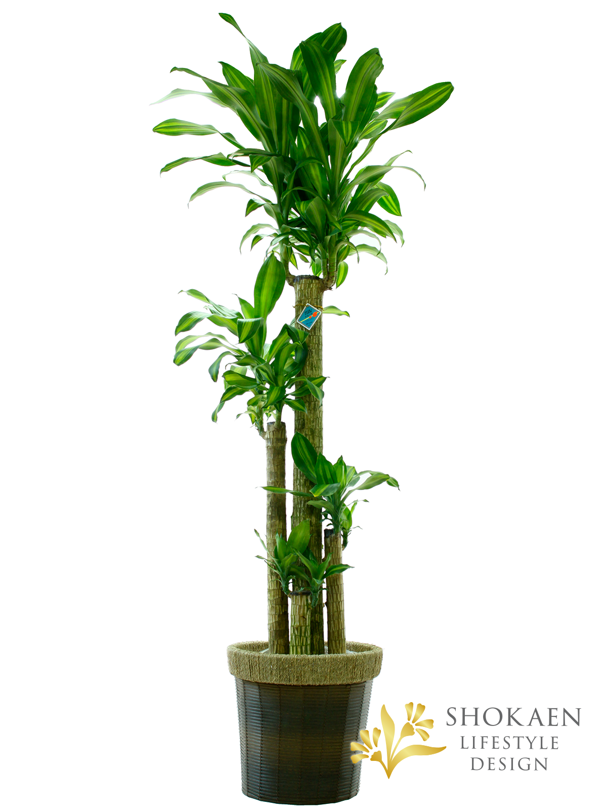 【観葉植物】ドラセナ（マッサンゲアナ）幸福の木10寸商品画像01