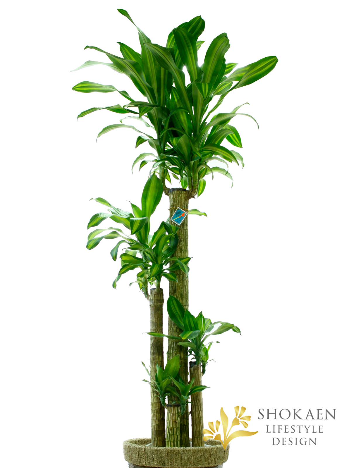 【観葉植物】ドラセナ（マッサンゲアナ）幸福の木10寸商品画像02