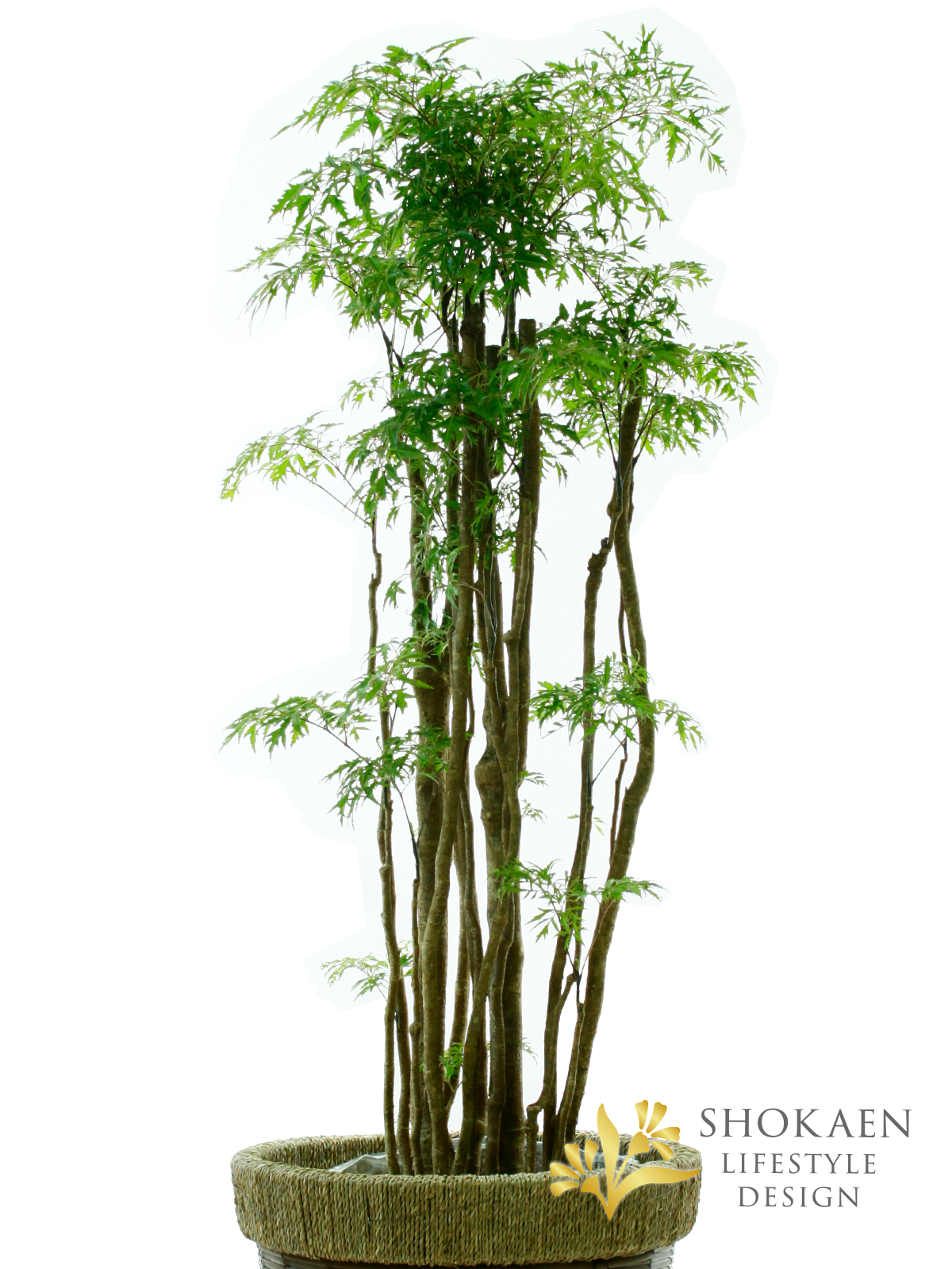 観葉植物 ポリシャス10寸尺鉢 石川県金沢市の花屋 正花園