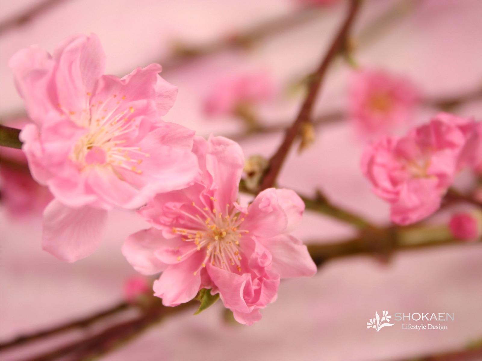 壁紙ダウンロード 石川県金沢市の花屋 正花園