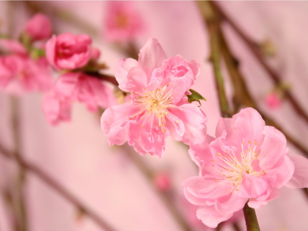 ひな祭りを飾る花 特集 石川県金沢市の花屋 正花園