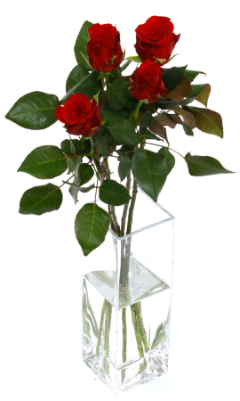 色や本数で異なる バラの花言葉特集 石川県金沢市の花屋 正花園