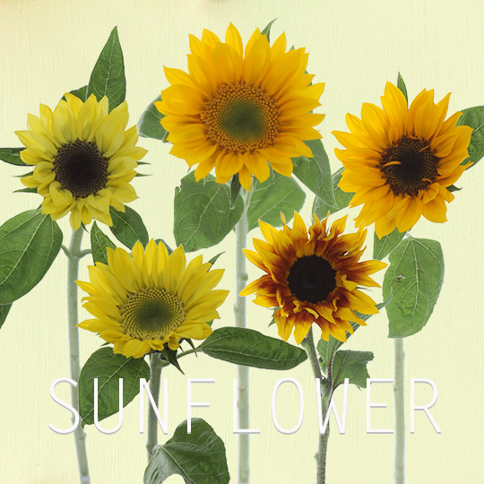 ひまわり特集 石川県金沢市の花屋 正花園