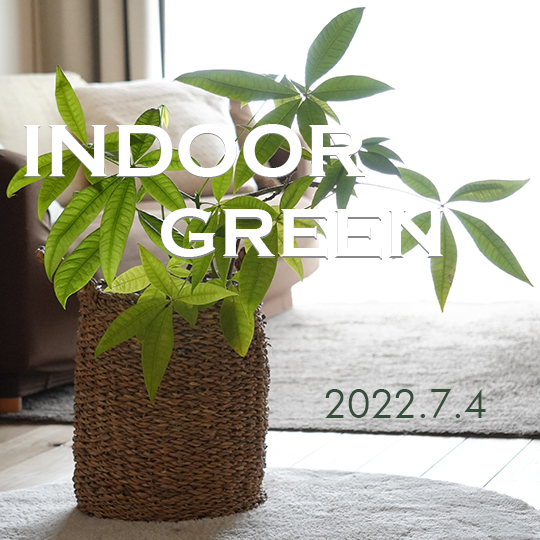 観葉植物コラムアイキャッチ(20220704)