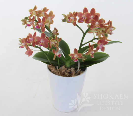 芳香性胡蝶蘭(全体)