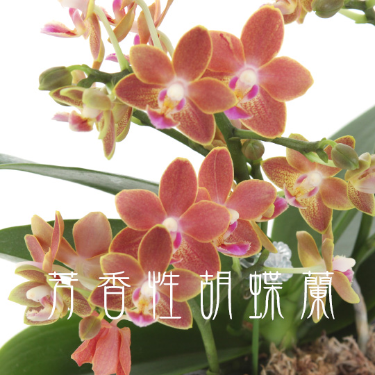 芳香性胡蝶蘭（三坂園芸）