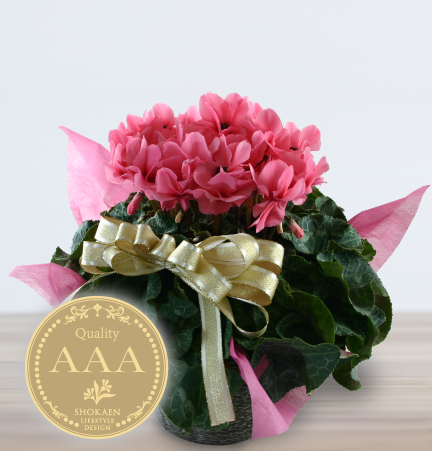 シクラメン 冬の花の女王 特集 金沢正花園