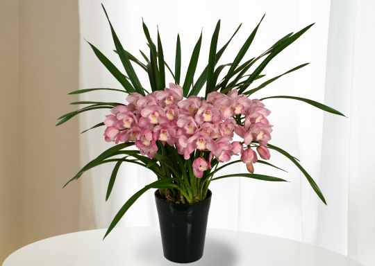 シンビジューム特集 金沢正花園