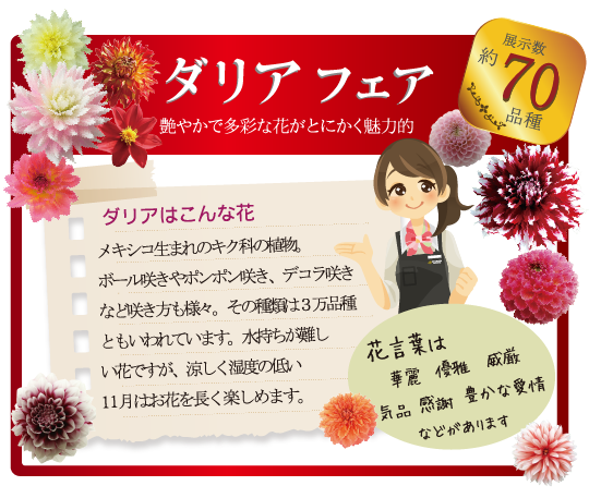 ダリアフェア(詳細)