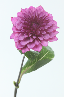 ダリア(NAMAHAGEREIWA)