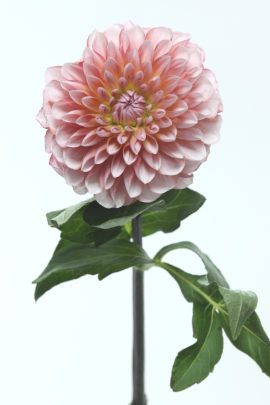 ダリア(花夢)