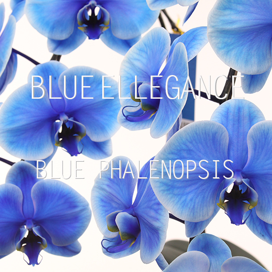 青色の胡蝶蘭（ブルーエレガンス）特集トップアイコン