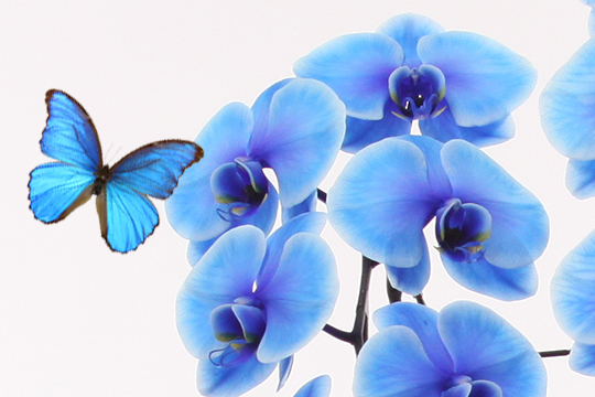 青い胡蝶蘭とモルフォ蝶
