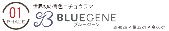 母の日ブルージーン(青色の胡蝶蘭)