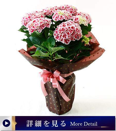 アジサイ花鉢（ホットチボリ）ピンク
