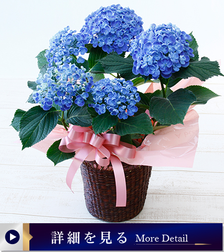 アジサイ花鉢（ポップコーン）ブルー