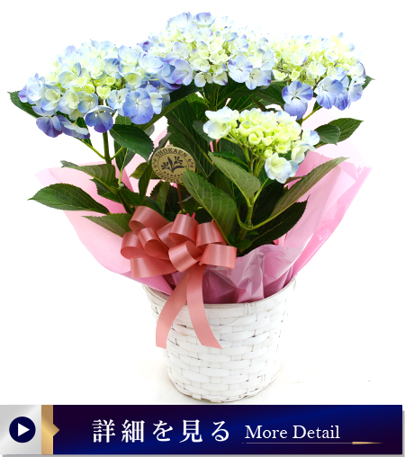アジサイ花鉢（水色の恋・舞姫）ブルー