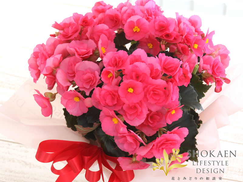 【相談02699】リーガスベゴニア（アドニアピンク）5寸 正花園